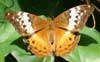 Butterfly image butterfly