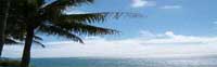 Palms by the Sea palms by the sea
